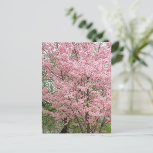 Rosa blühendes Dogwood Postkarte (Stehend Vorderseite)