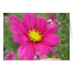 Rosa Blume
