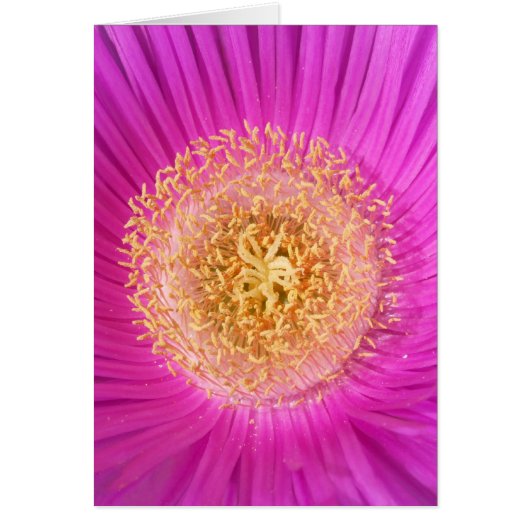 Rosa Blume (Vorne)