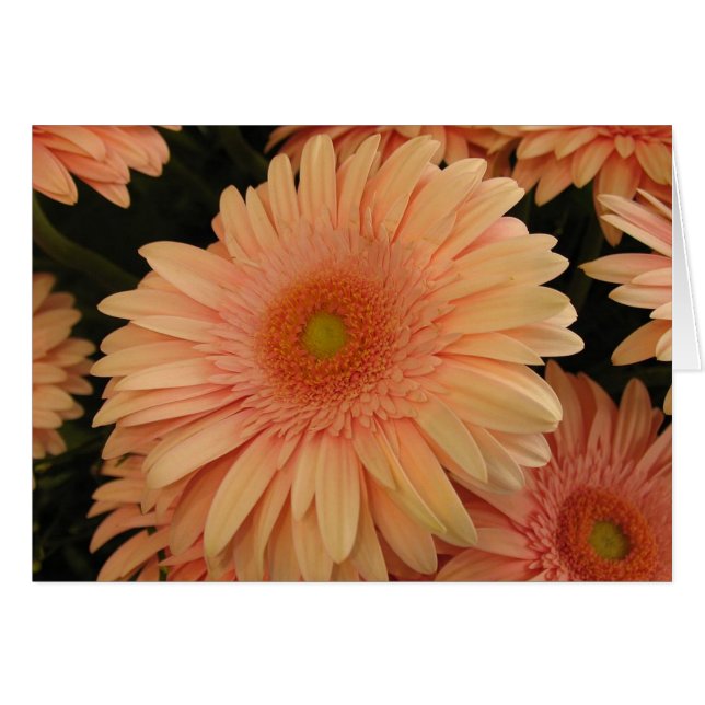 Rosa Blume (Vorderseite (Horizontal))