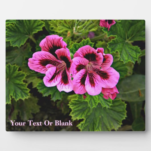 Rosa Blume 1 Fotoplatte (Vorderseite)