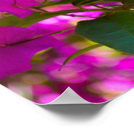 Rosa Blume - #1 Poster (Ecke)