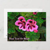 Rosa Blume 1 Postkarte (Vorne/Hinten)