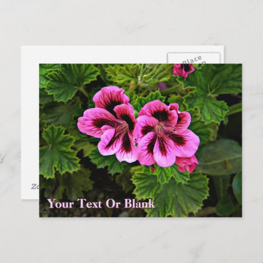 Rosa Blume 1 Postkarte (Vorne/Hinten)