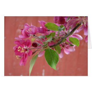 Rosa Blume am Baum, Muttertag