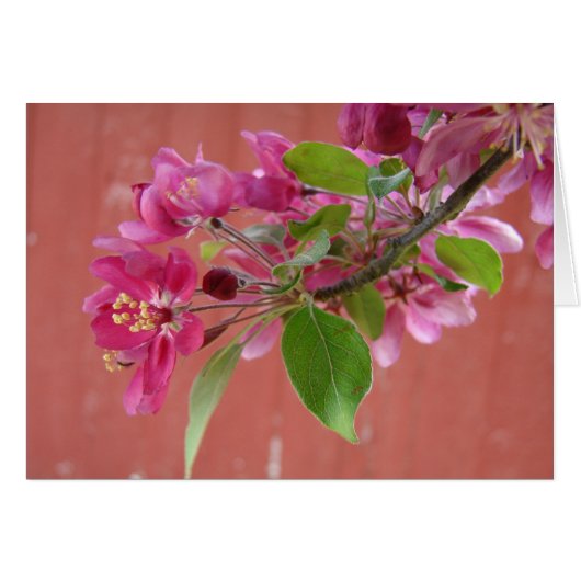 Rosa Blume am Baum, Muttertag (Vorderseite (Horizontal))