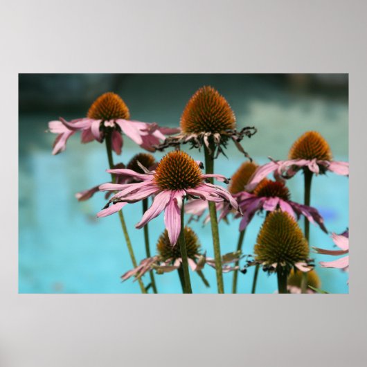 Rosa Blume am Wasser Poster (Vorne)