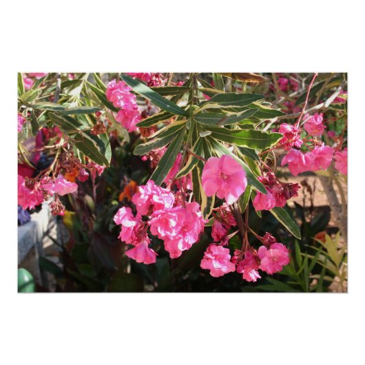 Rosa Blume auf dem Baum Poster (Vorderseite)