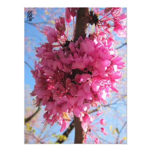 Rosa Blume auf einem Baum Fotodruck (Vorne)