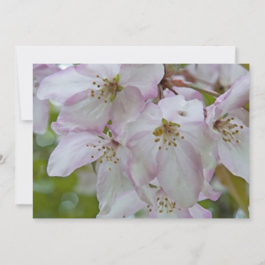 Rosa Blume aus Weißkrabbe Einladung (Rückseite)