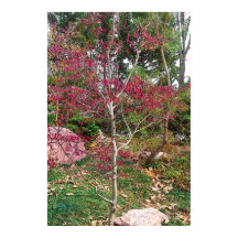 Rosa Blume Baumstruktur Fotografieren Drucken