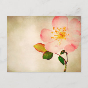 Rosa Blume - Blume Rose auf Aquarell Postkarte