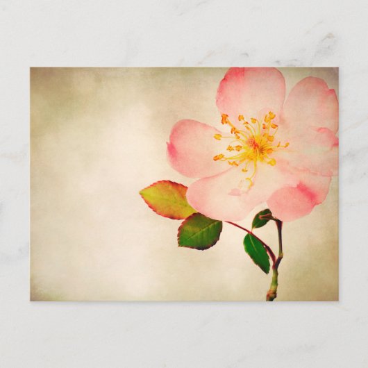 Rosa Blume - Blume Rose auf Aquarell Postkarte (Vorderseite)