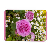 Rosa Blume Blumenkohl Rose Daisy Magnet (Horizontal)