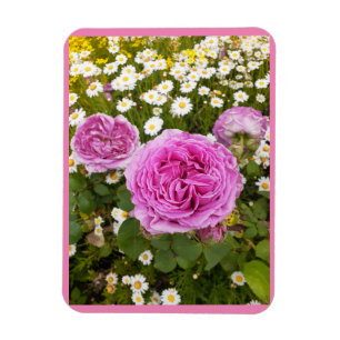 Rosa Blume Blumenkohl Rose Daisy Magnet