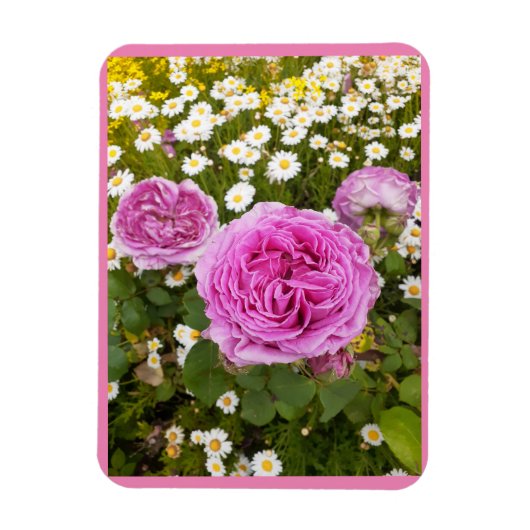 Rosa Blume Blumenkohl Rose Daisy Magnet (Vertikal)