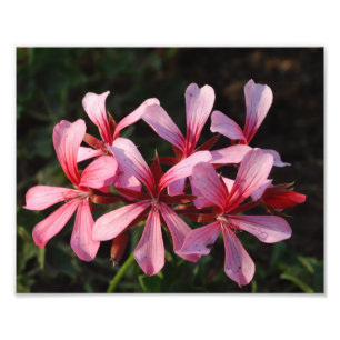 Rosa Blume Blüten Foto Drucken