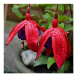 Rosa Blume Blüten Liebe Zerstöre Dusche Poster