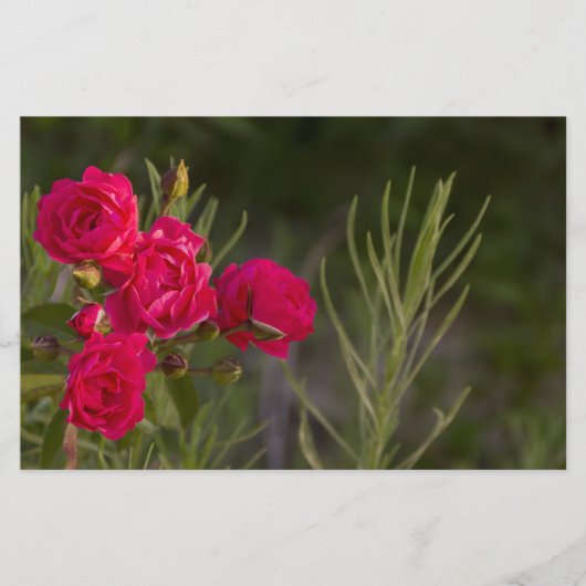 Rosa Blume Briefpapier (Vorderseite)