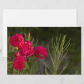Rosa Blume Briefpapier (Vorne/Hinten)