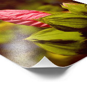 Rosa Blume Bud Kodak Beruflich Foto Paper (Ecke)