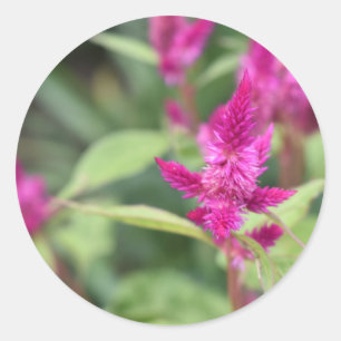 Rosa Blume Celosia Garden Naturfotografie Runder Aufkleber