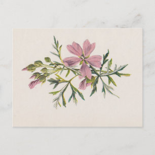 Rosa Blume der Saummuse (Hulme) Botanische Postkar Postkarte