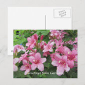 Rosa Blume Deutschlands Postkarte (Vorne/Hinten)