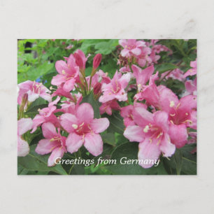 Rosa Blume Deutschlands Postkarte