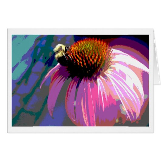 Rosa Blume Echinacea Fotografie (Vorderseite (Horizontal))