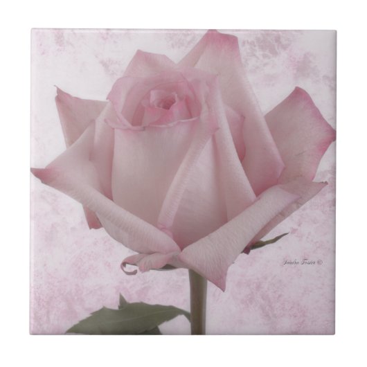 Rosa-Blume Fliese (Vorderseite)