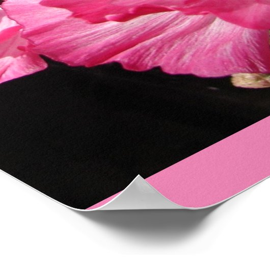 Rosa Blume Florenz Hütte Garten Poster (Ecke)