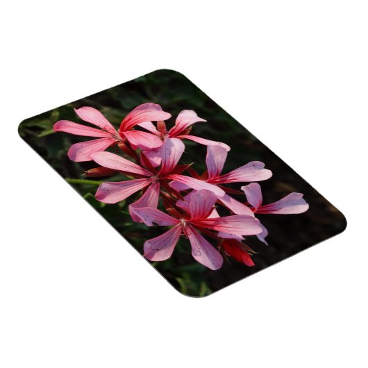 Rosa Blume Foto Magnet (Rechte Seite)