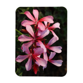 Rosa Blume Foto Magnet