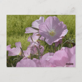 Rosa Blume Foto Natur Postkarte