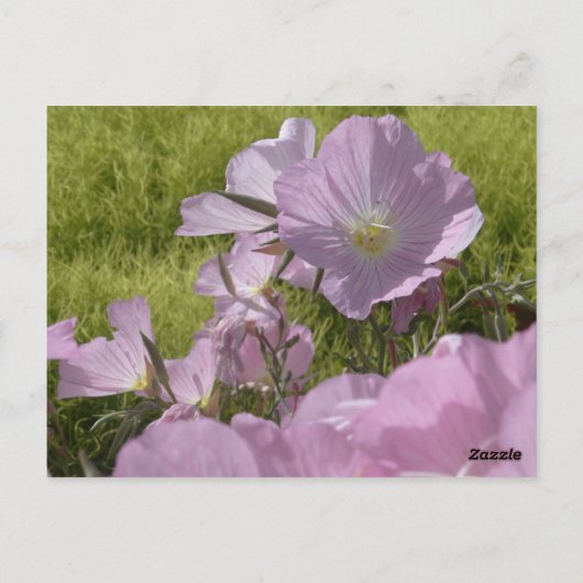 Rosa Blume Foto Natur Postkarte (Rückseite)