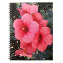 Rosa Blume Foto Notebook
