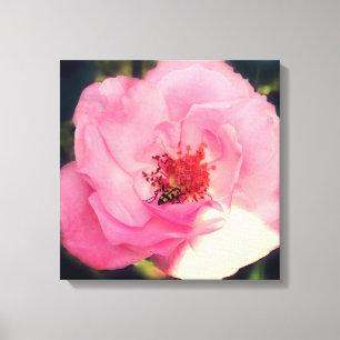 Rosa Blume Foto Wrapped Canvas Leinwanddruck