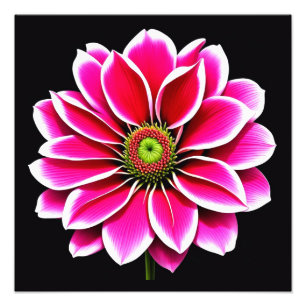 Rosa Blume Fotodruck