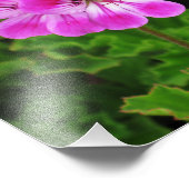 Rosa Blume - Fotodruck (Ecke)