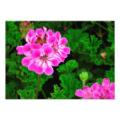 Rosa Blume - Fotodruck (Vorne)