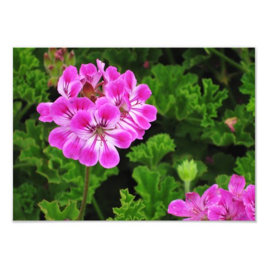 Rosa Blume - Fotodruck (Vorne)