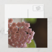 Rosa Blume Fotografie Postkarte (Vorne/Hinten)