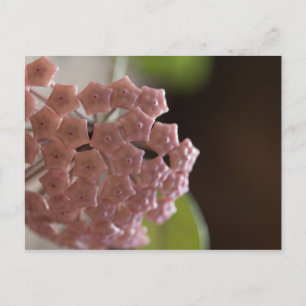 Rosa Blume Fotografie Postkarte