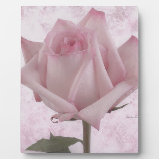 Rosa-Blume Fotoplatte (Vorderseite)
