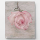 Rosa-Blume Fotoplatte (Vorderseite)