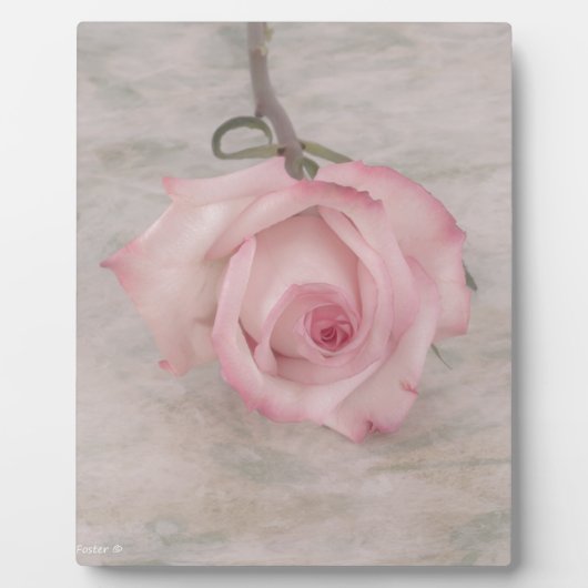 Rosa-Blume Fotoplatte (Vorderseite)