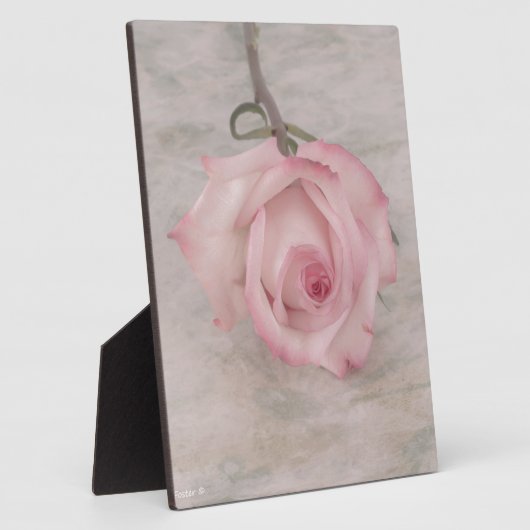 Rosa-Blume Fotoplatte (Seite)