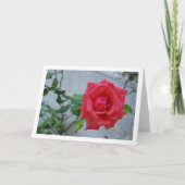 Rosa Blume gegen die Weiße Mauer Karte (Vorderseite)
