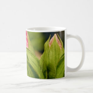 Rosa Blume Grüne Buds Blütenblütenblüte Foto Tasse